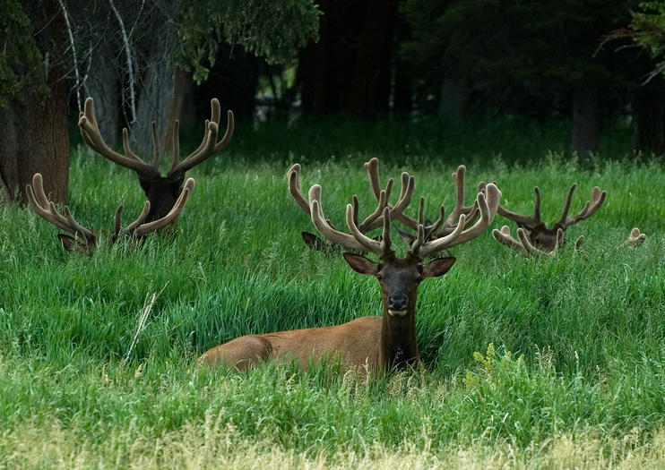 How to Spot Wildlife in Yellowstone National Park